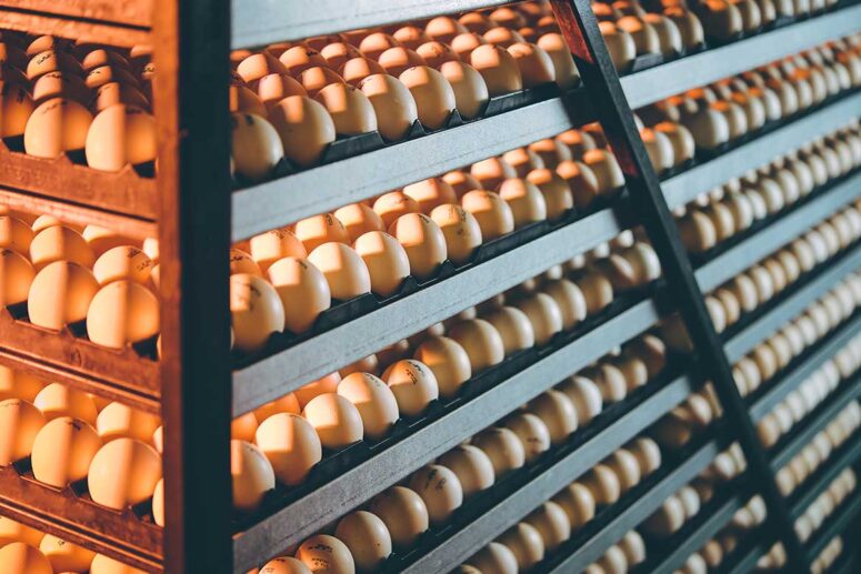 Algood Blog: Wheels Revealed: We're Not Clucking Around